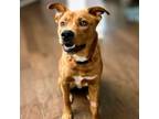 Adopt Capone a American Staffordshire Terrier, Black Mouth Cur