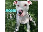 Adopt Moose a Pit Bull Terrier