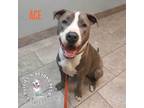 Adopt Ace a Pit Bull Terrier