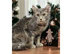 PK KITTY Domestic Mediumhair Young Male