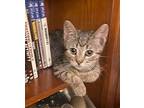 Qt - In Foster Domestic Shorthair Kitten Male