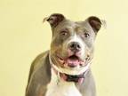 SILVEY American Staffordshire Terrier Adult Female