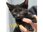 Vinny Domestic Shorthair Kitten Male
