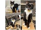 Ebony Domestic Shorthair Kitten Female