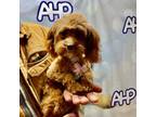 Cavapoo Puppy for sale in Carthage, TN, USA