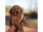 Golden Retriever Puppy for sale in Four Oaks, NC, USA