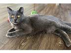 Rocky Russian Blue Young Male