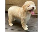 Lagotto Romagnolo Puppy for sale in Vancouver, WA, USA