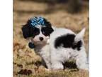 Maltipoo Puppy for sale in Terrell, TX, USA