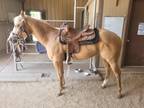 APHA/PHBA Four YO Registered Mare. Professionally Trained for Ranch