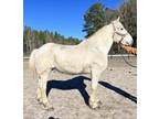 Grey Percheron gelding