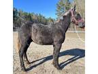 Grey Percheron colt