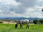 Super Sweet Blue Roan filly