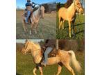 Gentle Gaited Gelding Trail Expert,Gunfire with Dogs,Entire Family Horse in