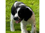 English Springer Spaniel Puppy for sale in Beaver Springs, PA, USA