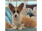 Pembroke Welsh Corgi Puppy for sale in Yorba Linda, CA, USA