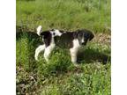 Mutt Puppy for sale in Yellville, AR, USA