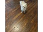 Pomeranian Puppy for sale in Hammond, LA, USA