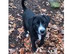 Ernie Labrador Retriever Puppy Male