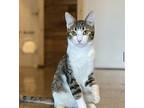 Kai Domestic Shorthair Young Male