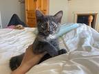 Ducky Domestic Shorthair Kitten Female