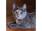 Pebble Domestic Shorthair Kitten Female