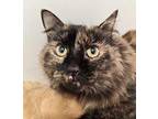 Bitty Kitty Domestic Shorthair Adult Female