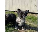 French Bulldog Puppy for sale in Springfield, IL, USA