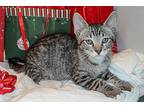 Dasher Christmas Domestic Shorthair Young Male