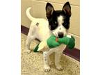 Christopher Australian Cattle Dog Puppy Male