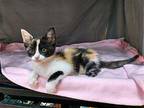 Sasparilla Domestic Shorthair Kitten Female