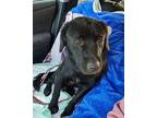 Kiki Labrador Retriever Young Female