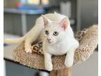 Twinkles (fka Shanti) Domestic Shorthair Young Female