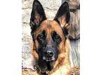 Honey German Shepherd Dog Adult Female