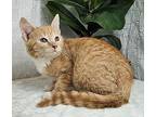 Burnham Domestic Shorthair Kitten Male