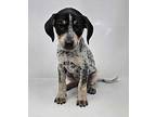 Audra Bluetick Coonhound Puppy Female