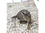 Dude Domestic Shorthair Adult Male