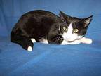 K-Meade-Harley Domestic Shorthair Young Male