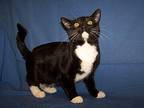 K-Meade-Charli Domestic Shorthair Young Female