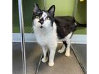 Frankie Domestic Shorthair Adult Male