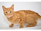 Pecan Domestic Shorthair Young Female