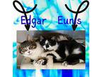 Eunis (available soon) Domestic Shorthair Young Female