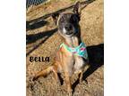 Adopt Bella a Belgian Shepherd / Malinois