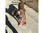 Adopt Twinkle a Australian Shepherd, Pit Bull Terrier