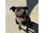 Adopt Mistletoe a American Staffordshire Terrier