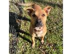 Adopt Christabell a Mixed Breed