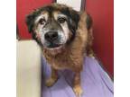 Adopt MOCHA a Chow Chow