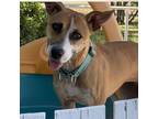 Adopt Lucy Liu a Jack Russell Terrier