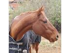 Adopt Meitty Elegant a Thoroughbred