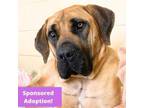 Adopt Noel a Mastiff, Mixed Breed